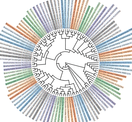 Newick Tree & NEXUS Tree Generator With JavaScript And SVG - Treelib ...