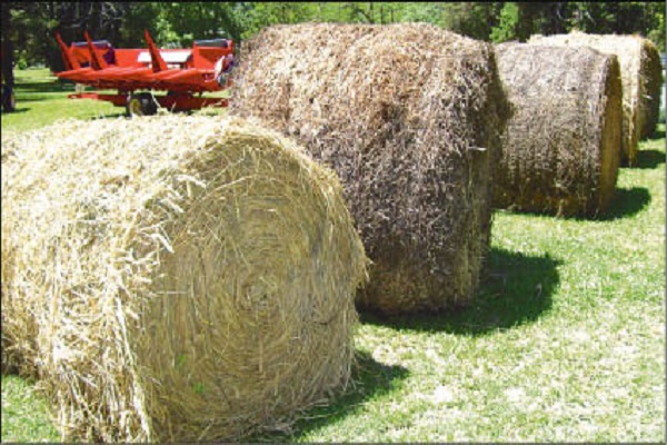 ¿Por qué falta carne y leche en Cuba?