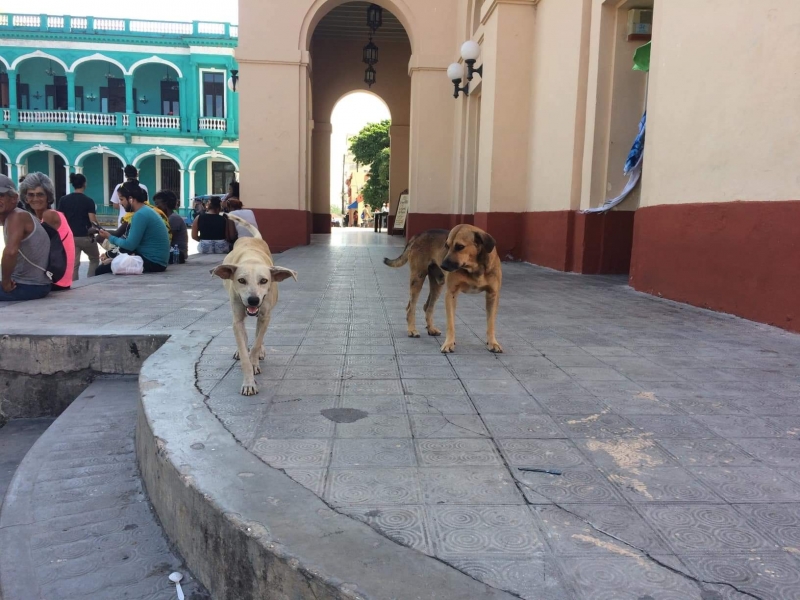 Activistas por derechos de los animales denuncian envenenamiento de perros en Santa Clara