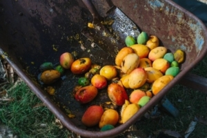 mangos Cuba