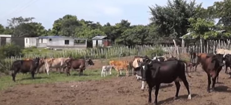 Tierra, Cubano, Ciudadano, Ganado,