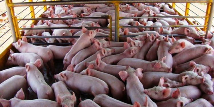 Granja porcina en Cuba, Peste porcina africana