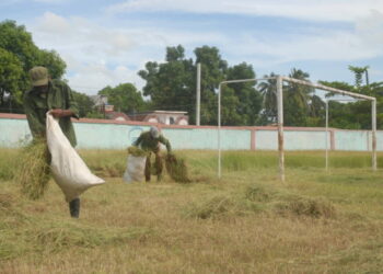 De campo de fútbol a yerbazal: así luce una popular cancha en Guantánamo