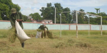 De campo de fútbol a yerbazal: así luce una popular cancha en Guantánamo