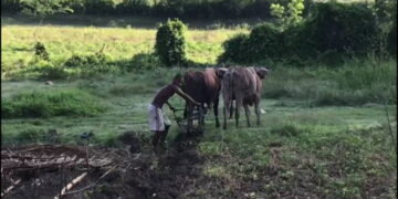 Jóvenes, agricultura en Cuba