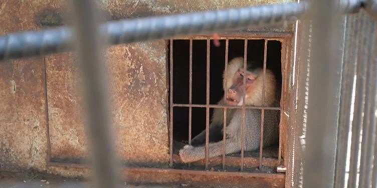 Víctor, el babuino que escapó del Zoológico de Sancti Spíritus