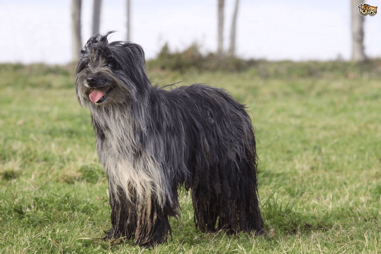 Top 100 it's not easy to love quotes. 11 Long-Haired Dog Breeds That Will Make You Fall In Love
