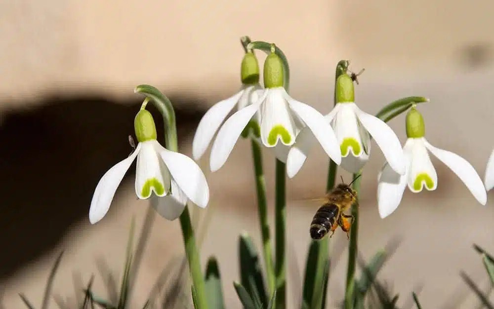 Snowdrop Flower Plant How To Grow Snowdrop Flowers