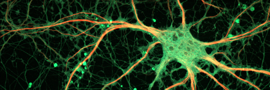 deep learning from scratch