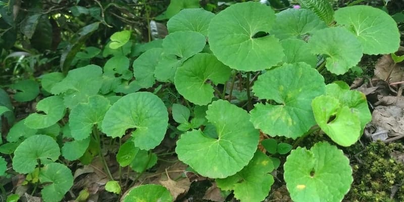 3 bahan alami ini bisa jadi cara mengatasi keputihan, ingin coba? Resep Herbal Keputihan Yang Harus Diketahui Setiap Wanita Deherba Com