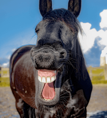 Schmaler balkon ideen schmaler balkon ideen. Deine Mutter Witze: Derbe Deine Mudda Witze - Top 10