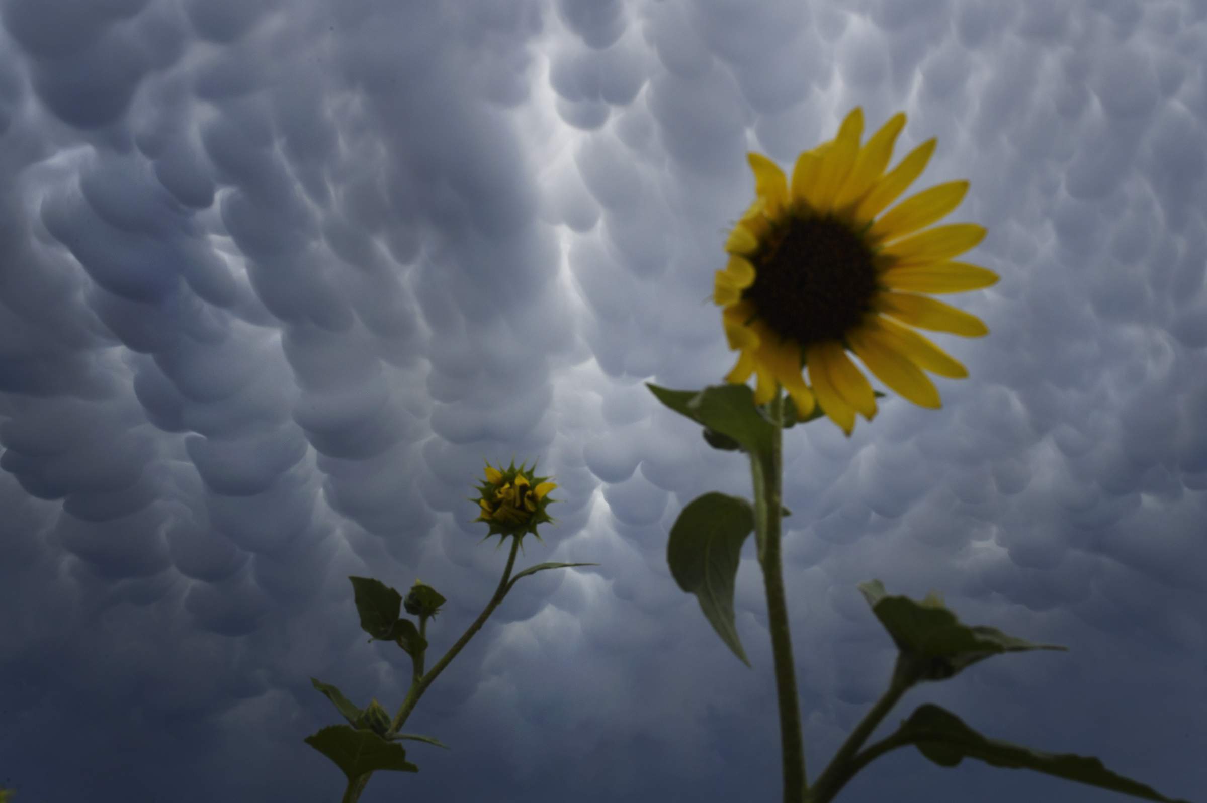 Sunflowers blow in the wind as ...