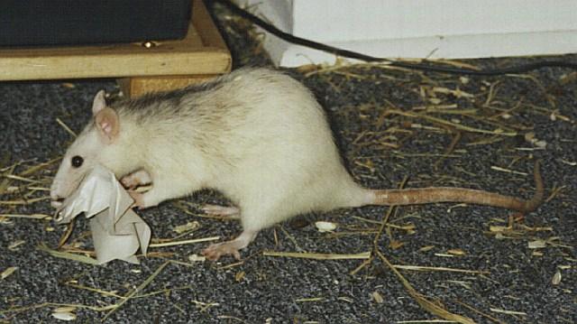Ratten Info Beschaftigung Und Spiele Fur Ratten