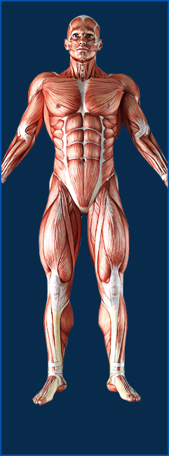 AMA Permanent Impairment Calculator based on 6th Edition ...