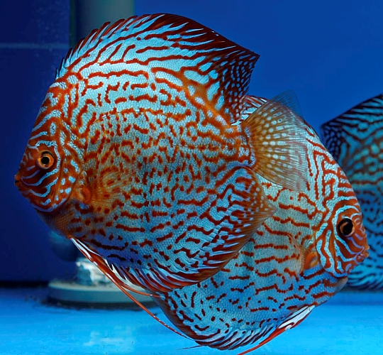 Leopard Diskus Diskuszucht WeissflogDiskuszucht Weissflog