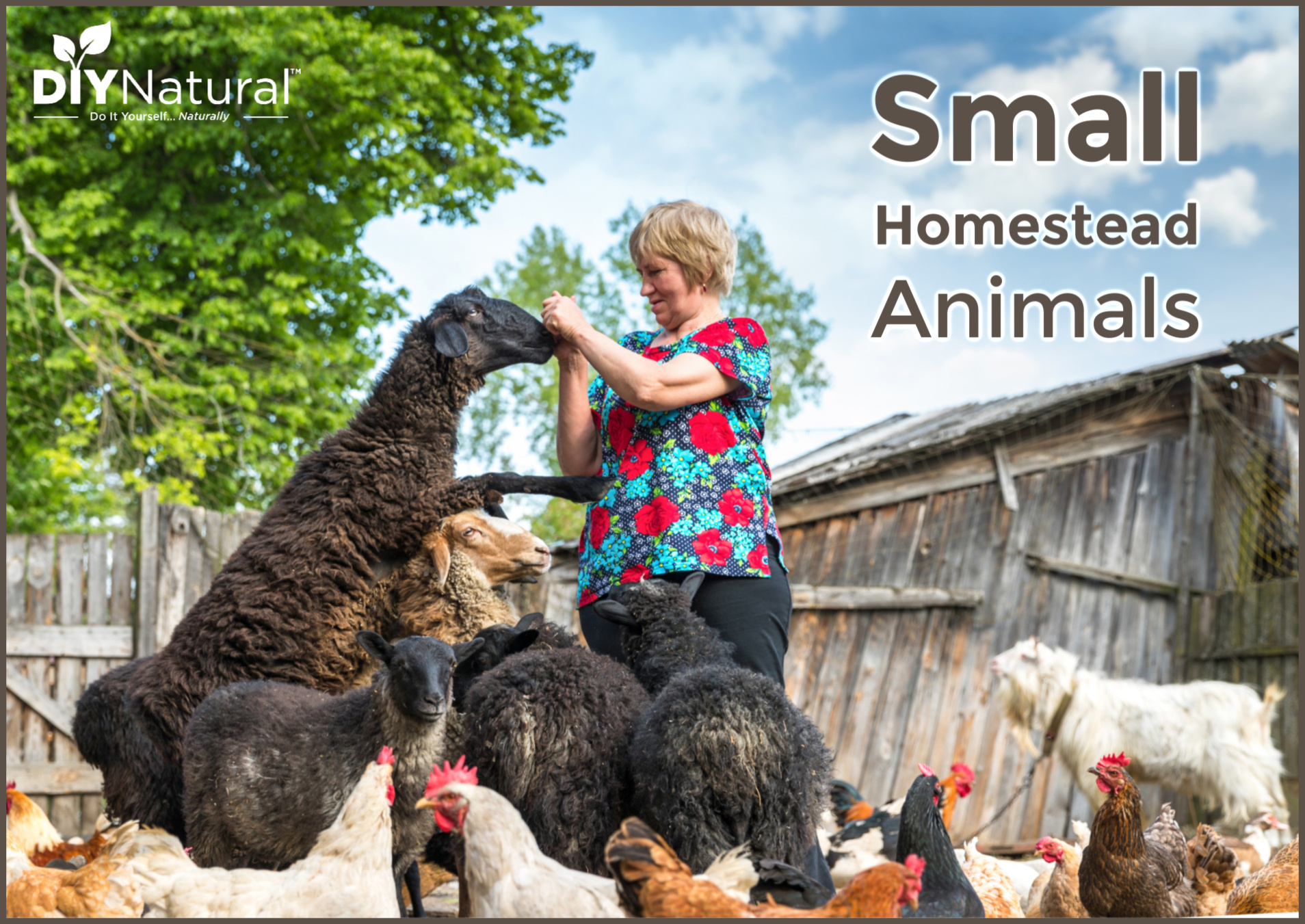 Hamsters · guinea pigs · gerbils · rats · rabbits · chinchillas · hedgehogs · popular in pets & kids. Small Farm Animals Livestock Choices For My Half Acre Homestead