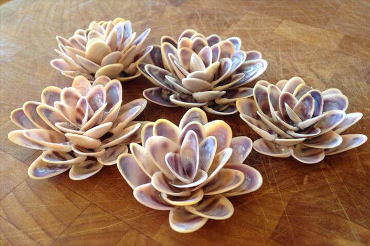 12 Ideas About Sea Shell Projects