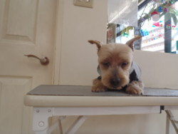 福岡県古賀市の犬の美容室ペットサロン ドッグマート