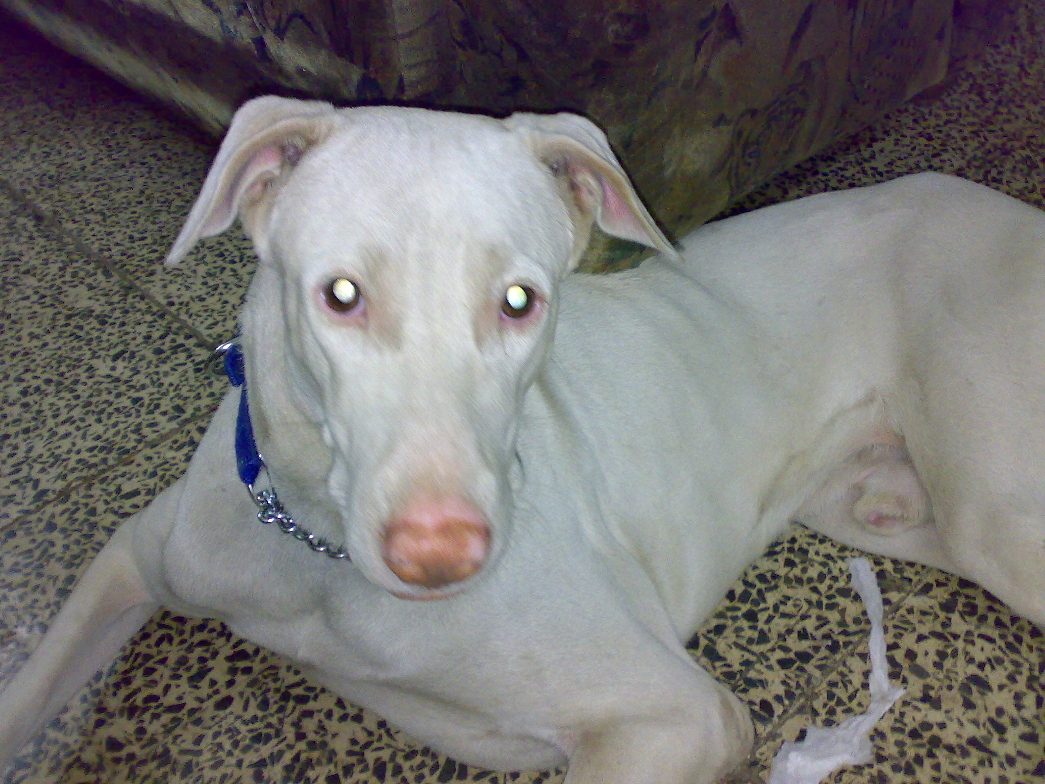 You'll need to train your kitten in how to use their tray. Rajapalayam Dog Breed Information, Photos | DogExpress