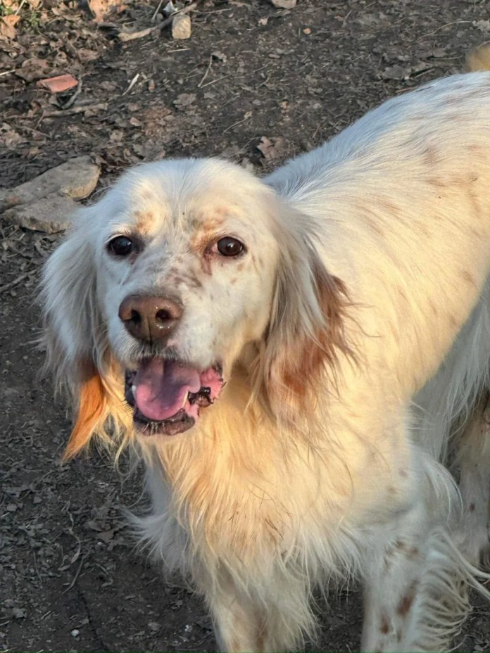 2 12 months previous male English Setter accessible for adoption
