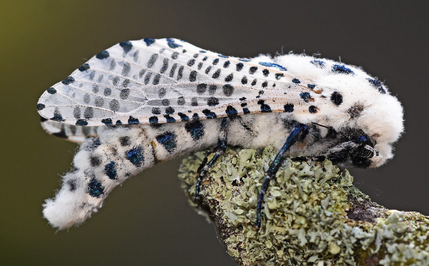Leopard Moth, Dorset Butterflies