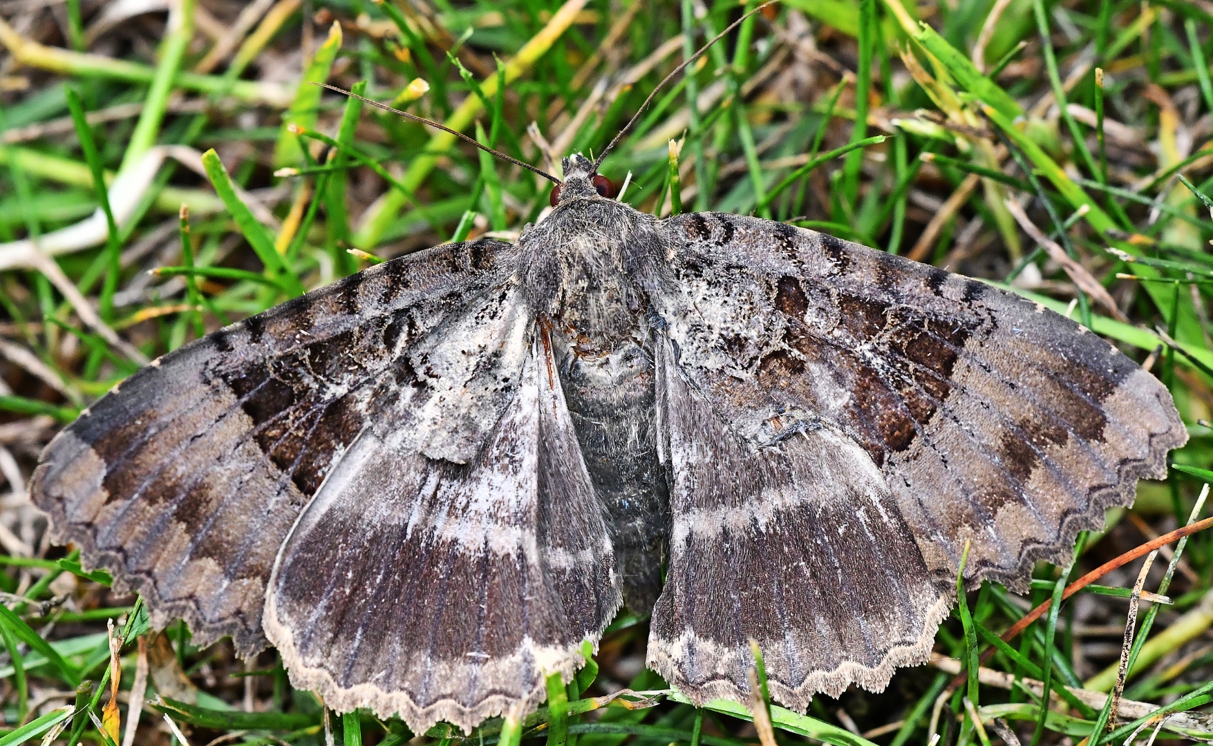Old Lady moth, Dorset Butterflies