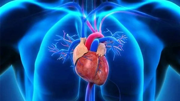 علاج بالخلايا الجذعية يعكس فشل القلب لدى 90% من المرضى علاج بالخلايا الجذعية يعكس فشل القلب لدى 90% من المرضى