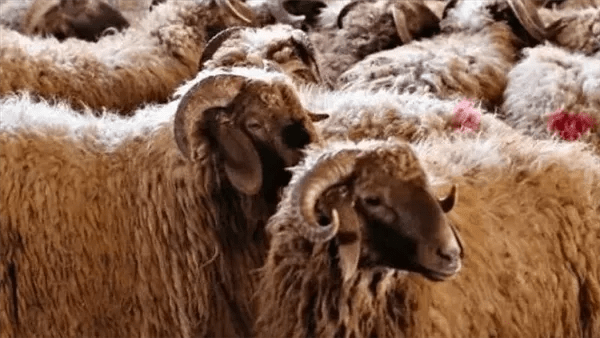 نقيب الجزارين يكشف أسعار الأضاحي واستعدادات العيد 