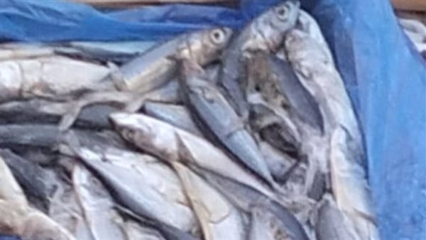 الاستقرار يسود سوق سمك الجملة بالعبور اليوم 