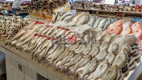 أسعار الأسماك اليوم في الغربية الخميس 23 أكتوبر 2025 أسعار الأسماك اليوم في الغربية الخميس 23 أكتوبر 2025