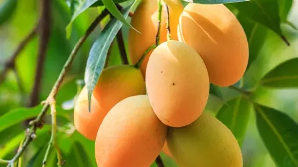 الزراعة تقدم نصائح فنية لمزارعي المانجو في المحافظات