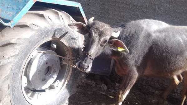 الخدمات البيطرية بالبحيرة تُنجز ترقيم وتسجيل 379 حيوانًا