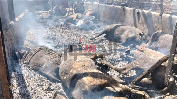 نفوق وإصابة 36 رأس ماشية إثر حريق حظيرة مواشي بالمنوفية