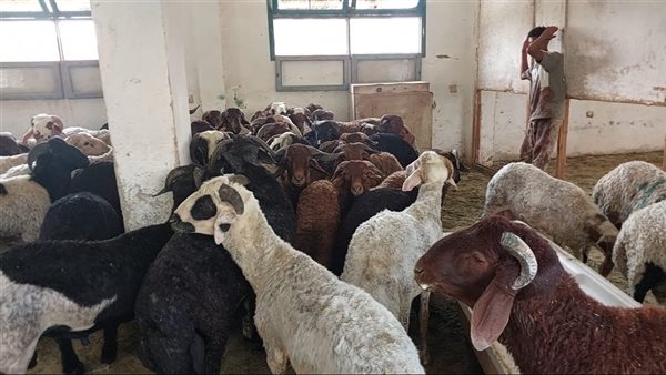 عضو بالأعلى للشؤون الإسلامية يحذر من نشر صور الأضاحي للتفاخر على السوشيال ميديا