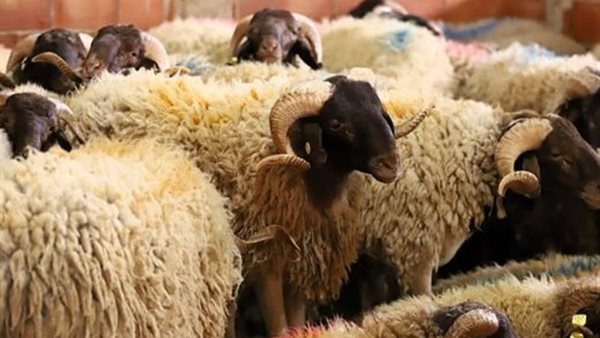 رأفت محمد يكشف العلامات التي تؤكد خلو الأضحية من العيوب والأمراض
