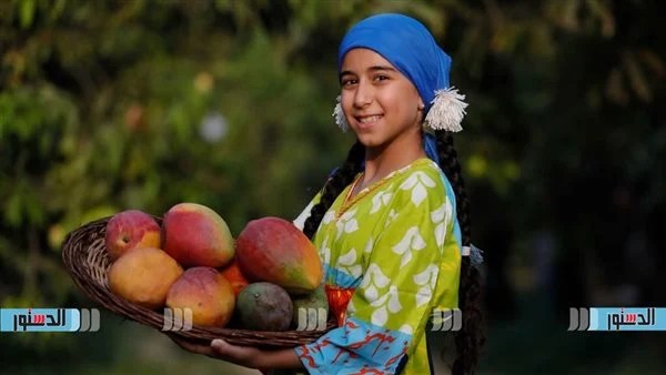 ألوان الصيف من قلب المزارع.. لقطات من حصاد المانجو ألوان الصيف من قلب المزارع.. لقطات من حصاد المانجو