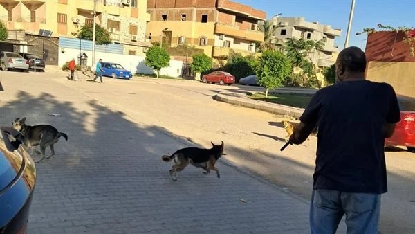 حملة لتحصين الكلاب الضالة ضمن خطة الوقاية من السعار بالعاشر 