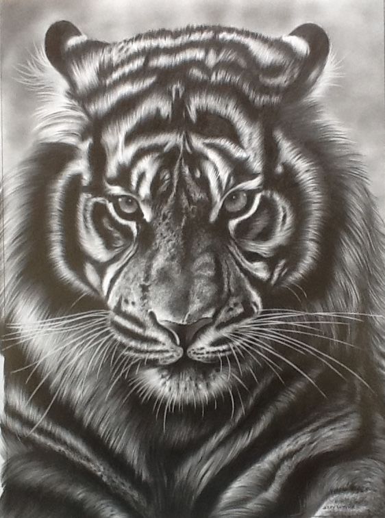 Black and white illustration of a portrait of a tiger. Tiger Face Drawing Image Drawing Skill