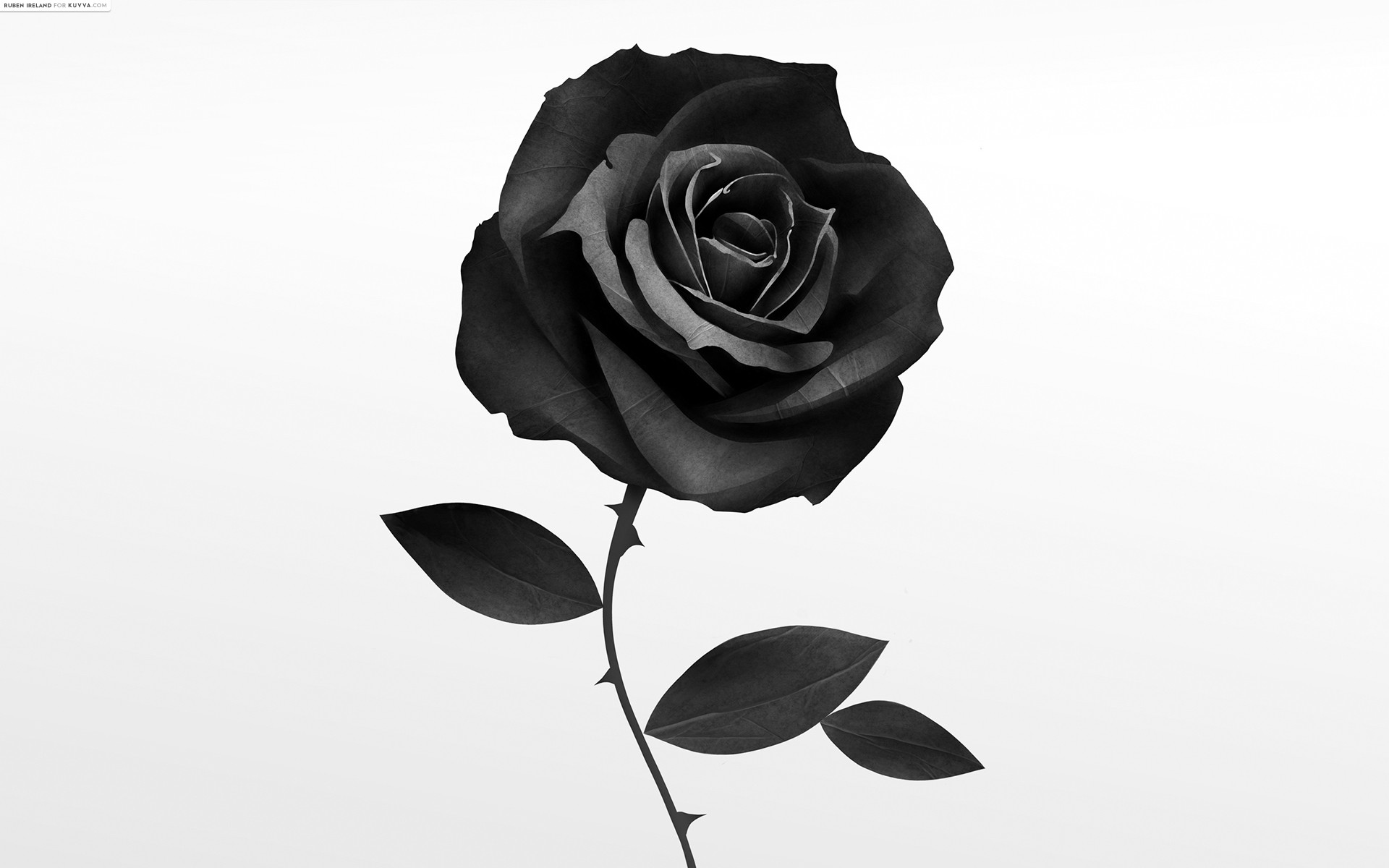 Beautiful black and white bouquet . Black Rose Drawing Sketch Drawing Skill