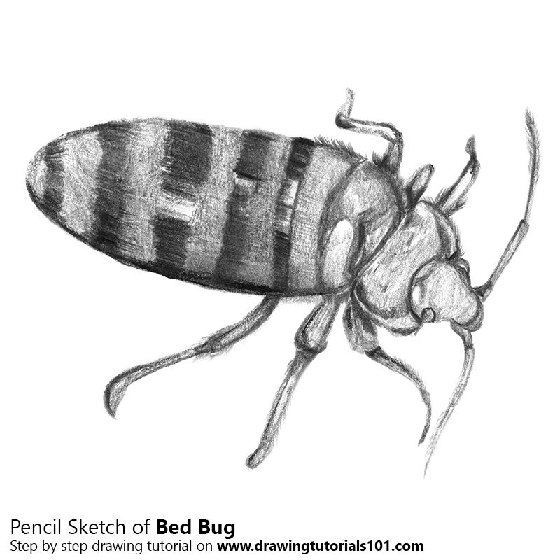 Learn how to draw cartoon bugs with an easy step by step tutorial, and then repeat them in different sizes for a fun summer drawing. Bed Bug Pencil Drawing How To Sketch Bed Bug Using Pencils Drawingtutorials101 Com
