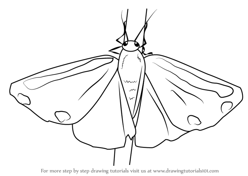 Outline a half circle on top of the thorax, forming the head. Step By Step How To Draw A Cinnabar Moth Drawingtutorials101 Com