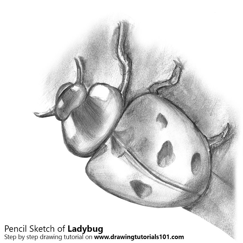 If you do not have any experience with realistic drawing, you might … Ladybug Pencil Drawing How To Sketch Ladybug Using Pencils Drawingtutorials101 Com