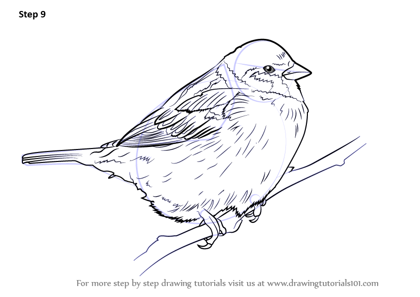 This drawing tutorial will teach you how to draw a bird sitting on a branch in a tree this video is a companion to the written tutorial on . Learn How To Draw A Tree Sparrow Birds Step By Step Drawing Tutorials