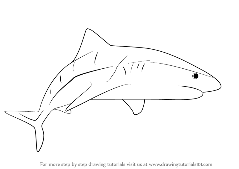 picture How To Draw A Tiger Shark Step By Step drawing tutorials 101