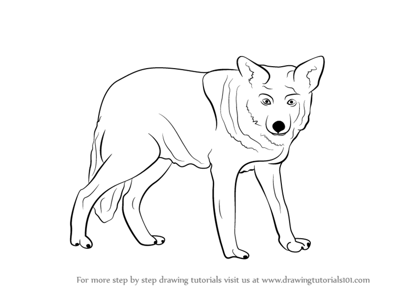 Learn How To Draw A Wolf Zoo Animals Step By Step Drawing Tutorials
