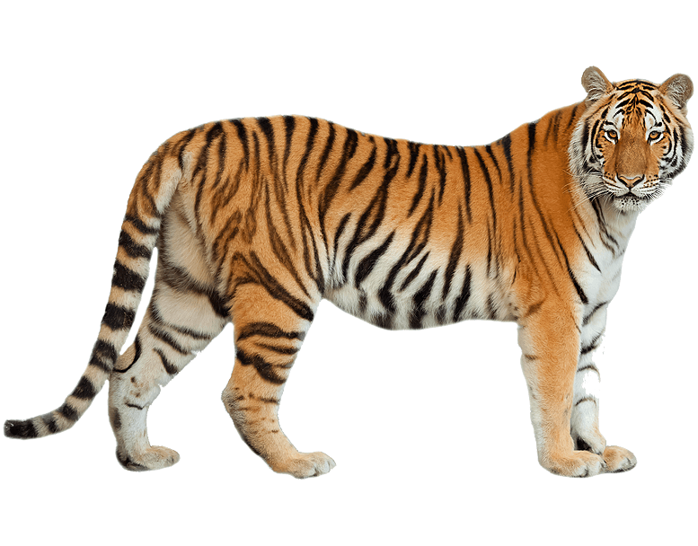 Scegli tra tutti i disegni e le immagini di tigri quella che vuoi colorare. Tigre Disegni Per Bambini Da Colorare