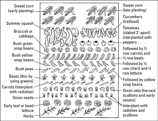 Intensive garden spacing is a great way to increase your return in the garden. Growing Vegetables By Succession Planting And Square Foot Gardening Dummies