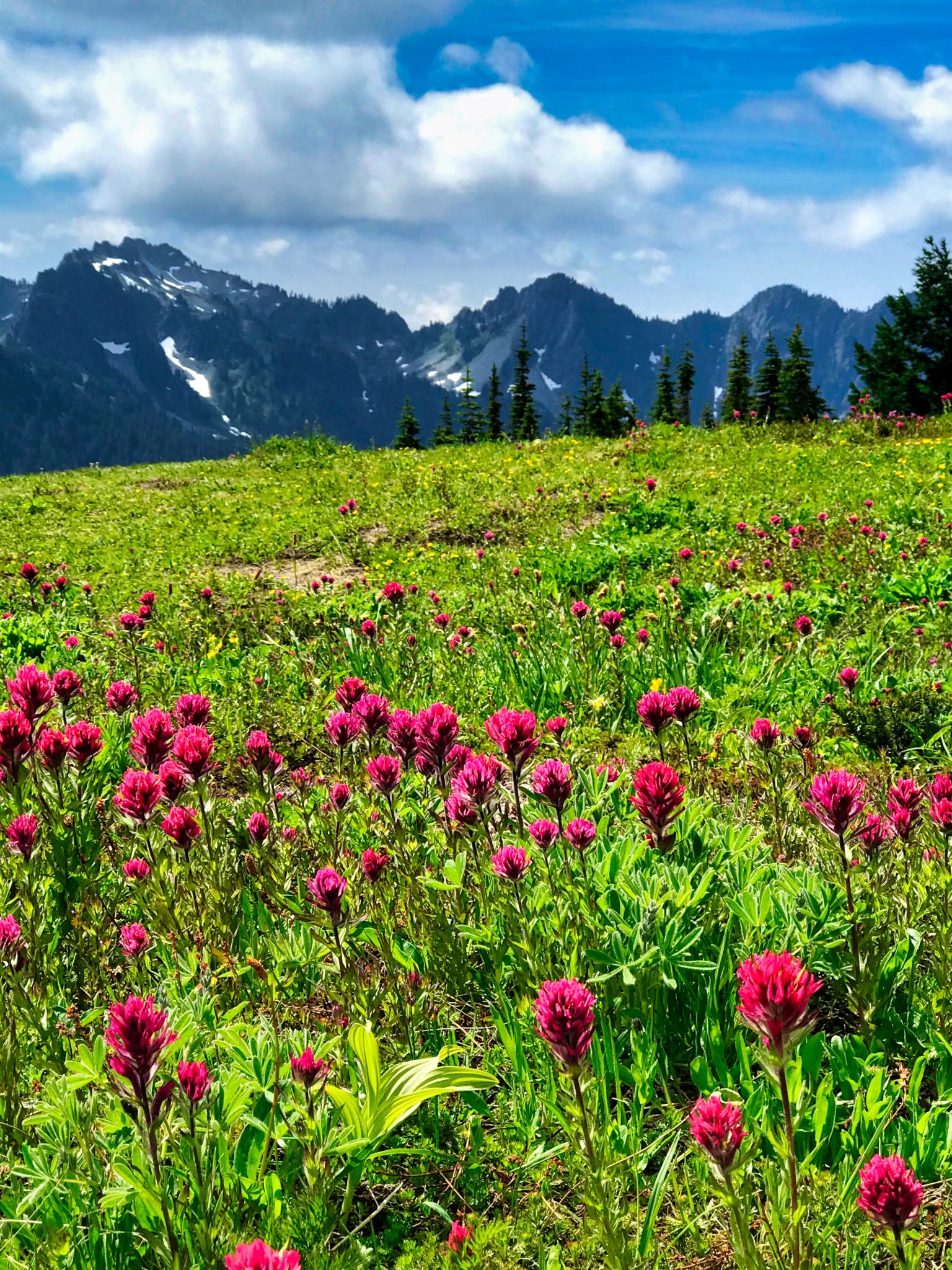 Mt. Rainier Washington’s Wildflower Wonderland Easin' Along