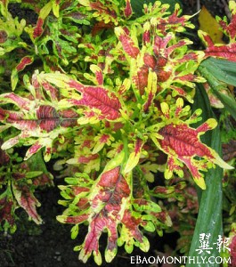 彩葉草彩葉草 Uuogs