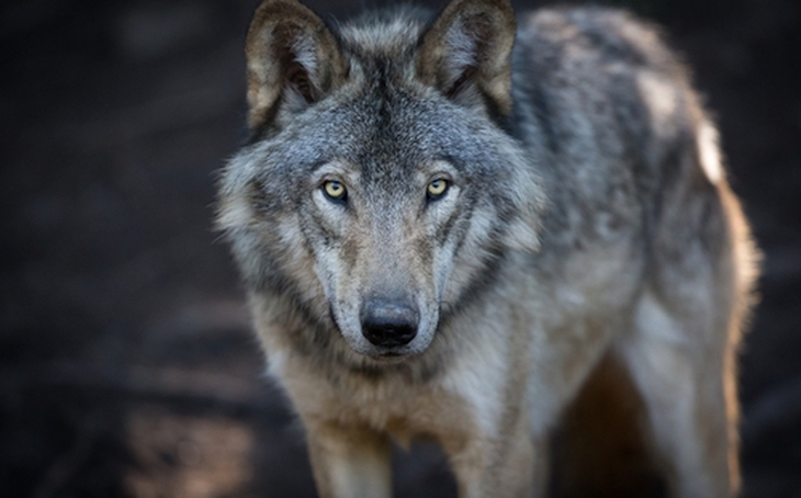 El Lobo Gris Ejemplo De Supervivencia Por Cambio De Dieta
